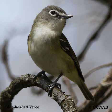 Blue-headed Vireo