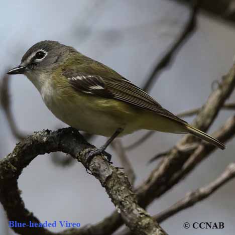 Birds of North America