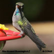 Blue-throated Hummingbird