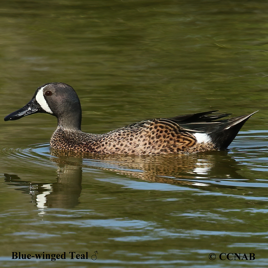 Blue-winged Teal