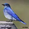 Blue  colored Birds