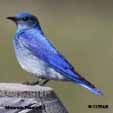 Blue  colored Birds