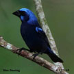 Blue Bunting