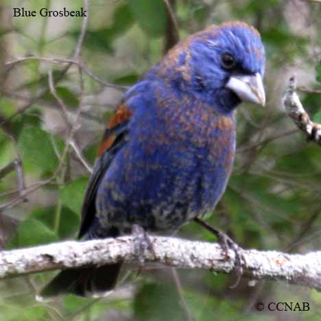 North American Grosbeaks