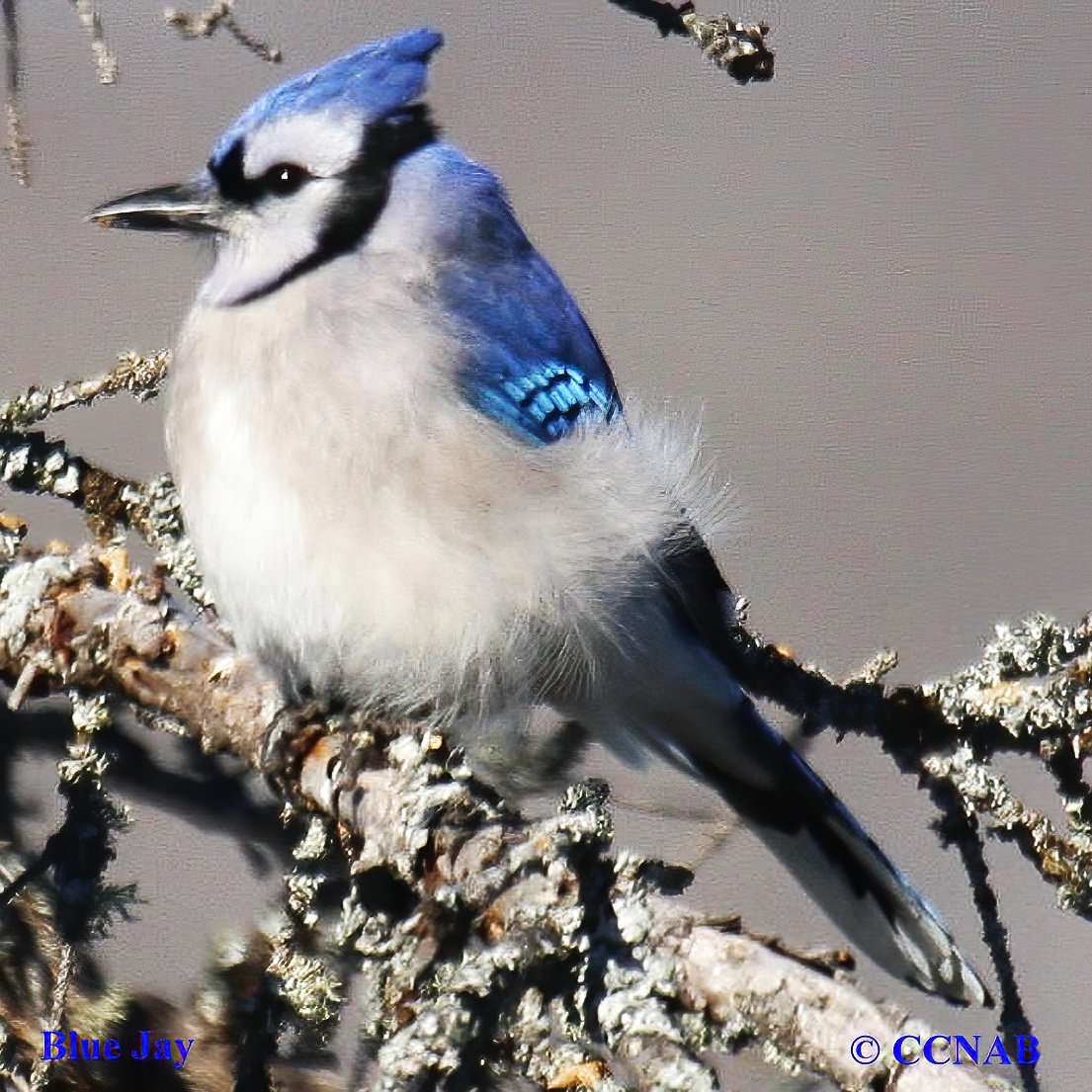 Birds of North America