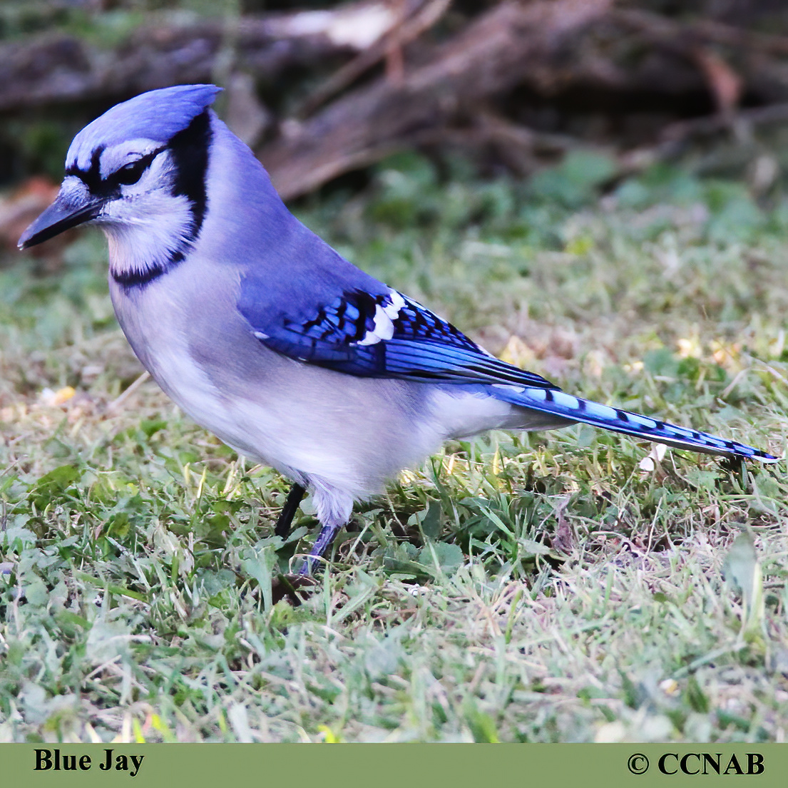 Blue Jay