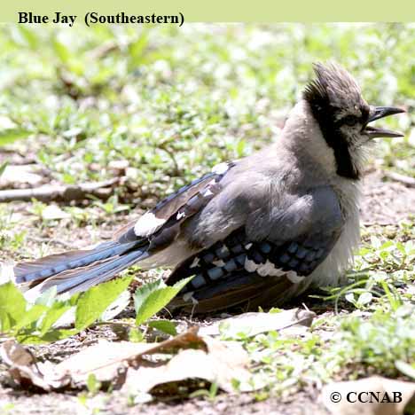 Blue Jay (Southeastern)