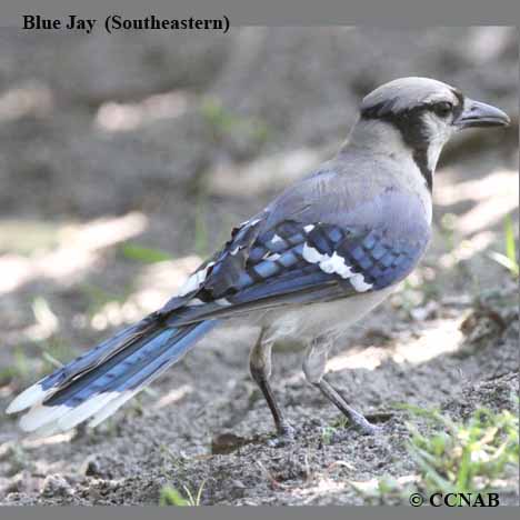 Blue Jay (Southeastern)