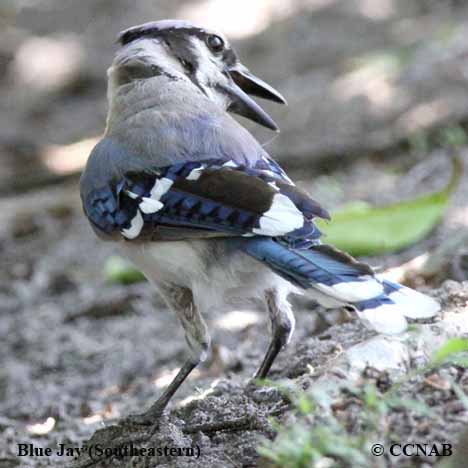 Blue Jay (Southeastern)