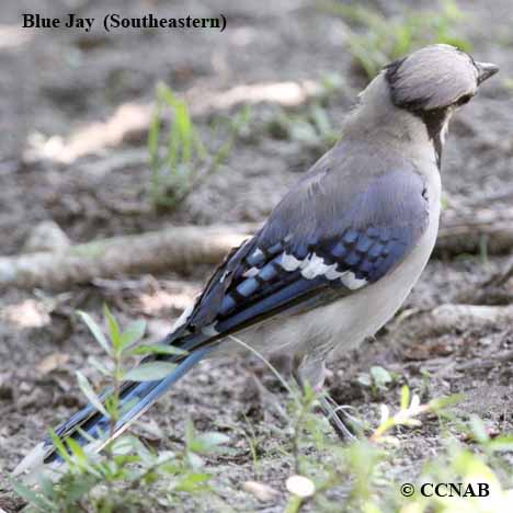 Blue Jay (Southeastern)