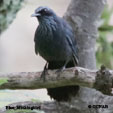 Blue Mockingbird