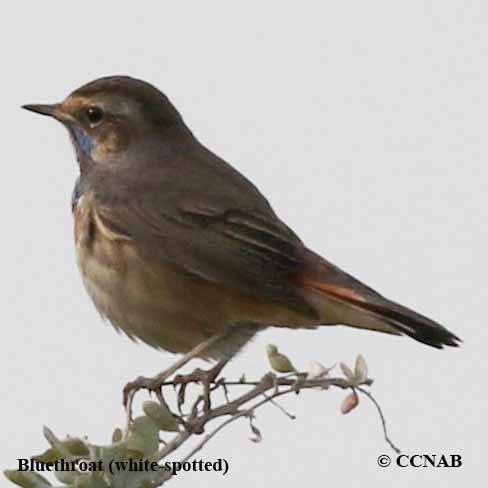 Birds of North America