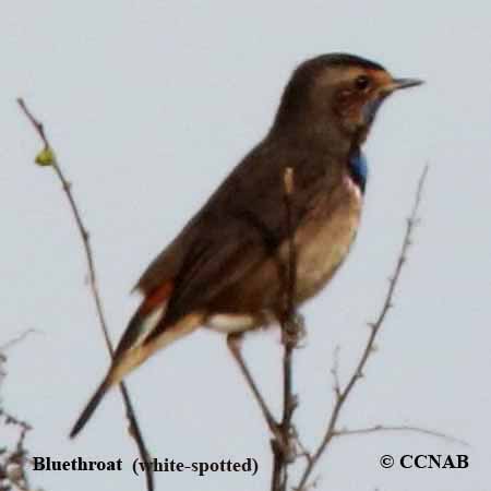 Bluethroat (white-spotted)