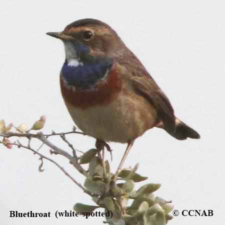 Bluethroat (white-spotted)