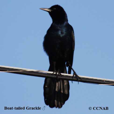 Boat-tailed Grackle