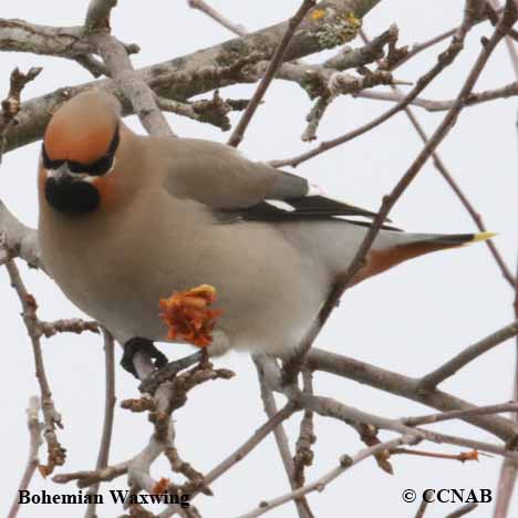 Bohemian Waxwing