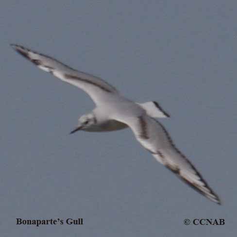 Bonaparte's Gull