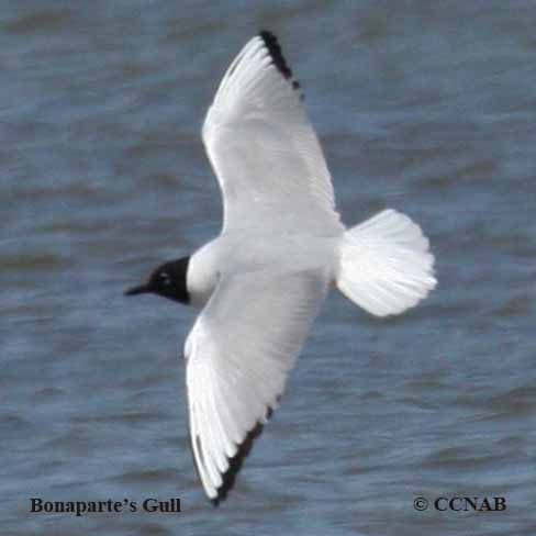 Birds of North America