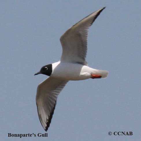 Birds of North America