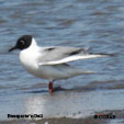 Bonaparte's Gull