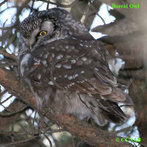 Birds of North America