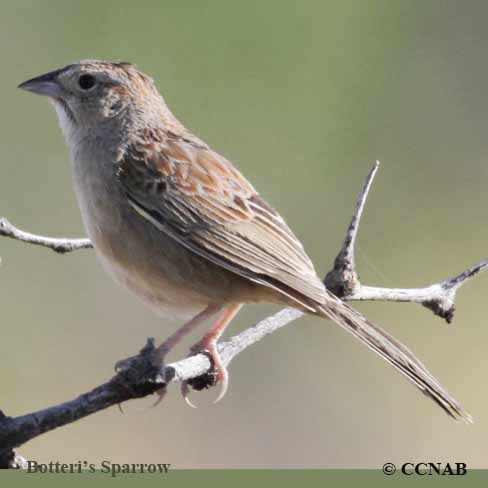 Birds of North America