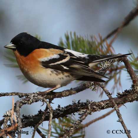 Birds of North America