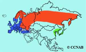 Brambling range map