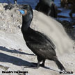 Brandt's Cormorant