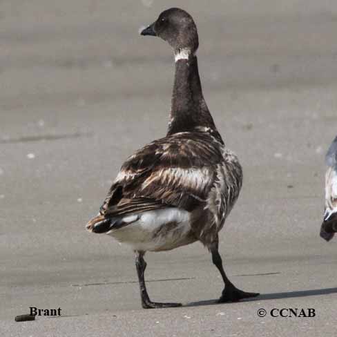 Light-grey Brant