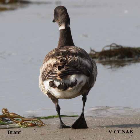 Light-grey Brant