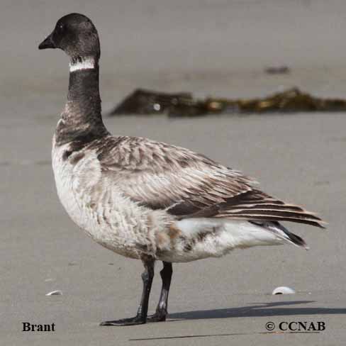 Light-grey Brant