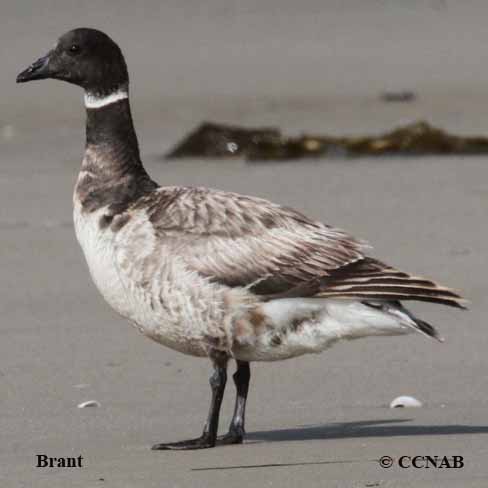 Birds of North America