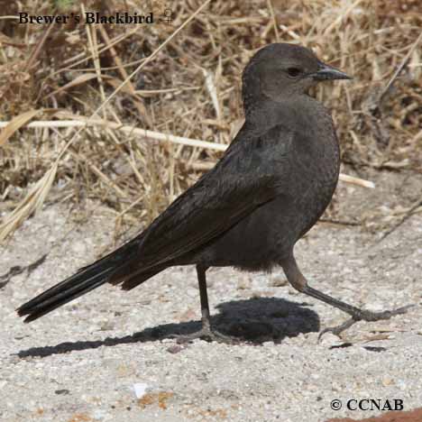 Birds of North America