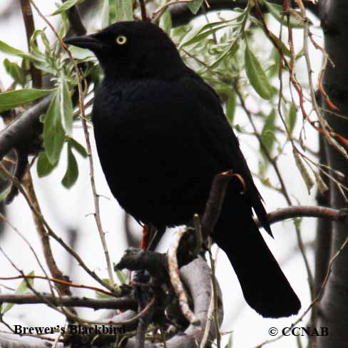 blackbirds