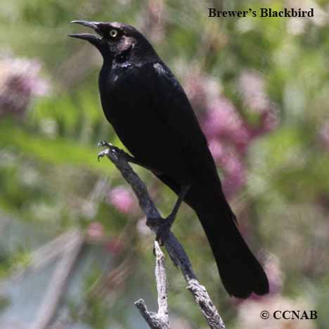 Brewer's Blackbird