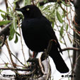 Brewer's Blackbird