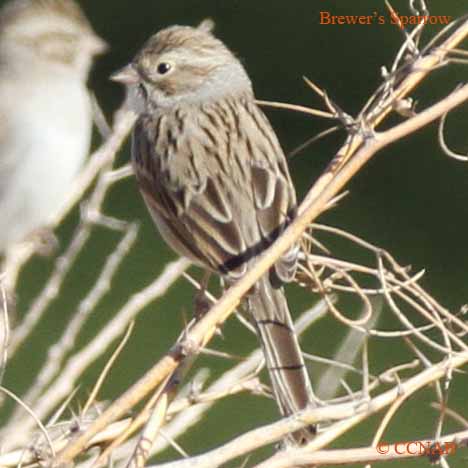 Brewer's Sparrow