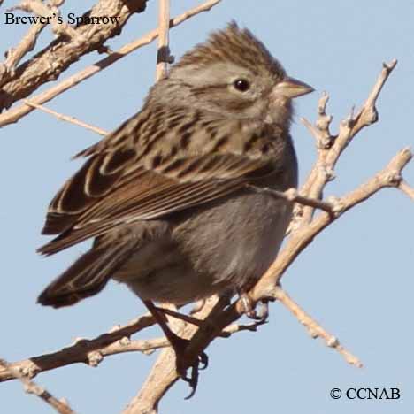 Brewer's Sparrow