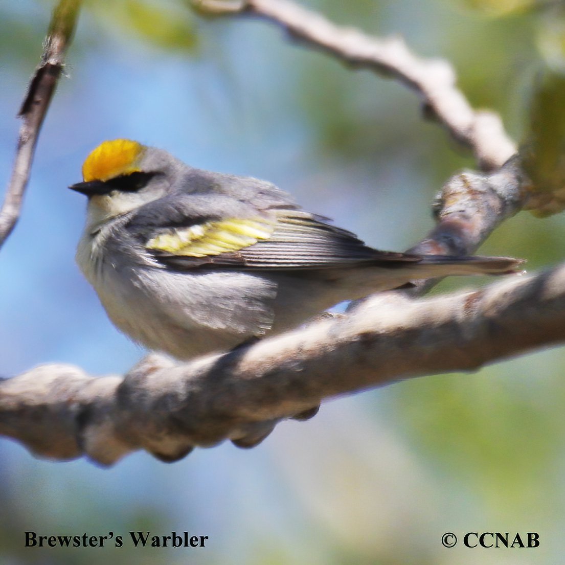 Brewster's Warbler