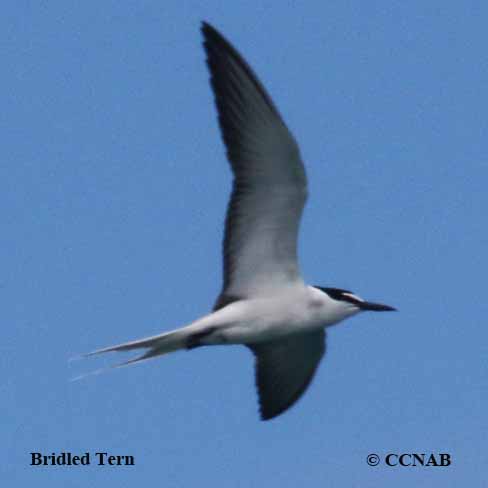 Birds of North America