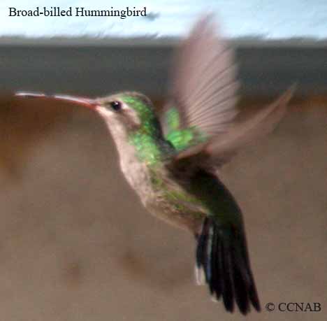 Broad-billed Hummingbird