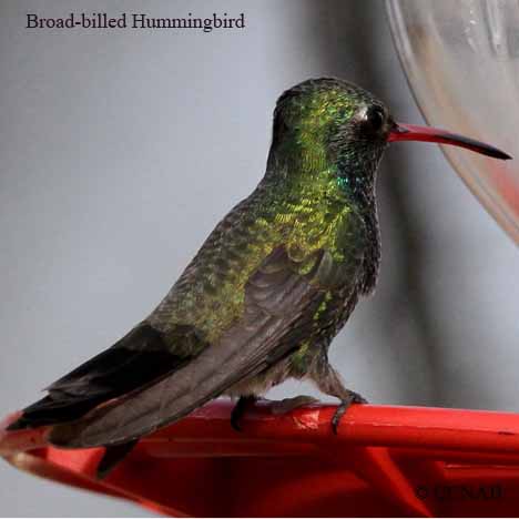 Broad-billed Hummingbird