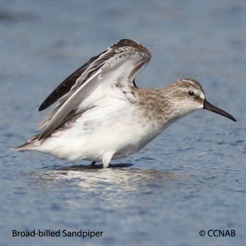 Broad-billed Sandpiper