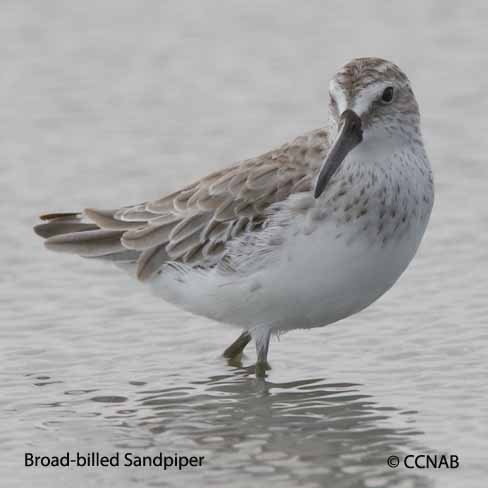 Broad-billed Sandpiper