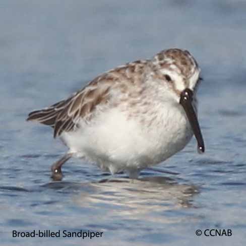 Broad-billed Sandpiper