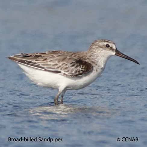 Broad-billed Sandpiper