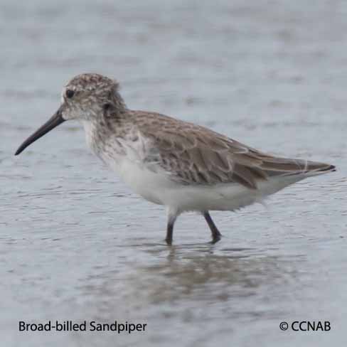 Birds of North America