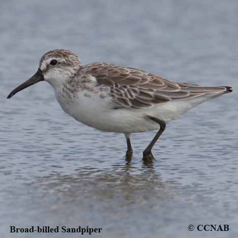 Broad-billed Sandpiper