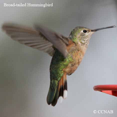 Broad-tailed Hummingbird